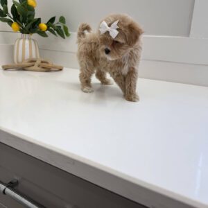 Shimmer - F Maltipoo Puppy - Litter --_