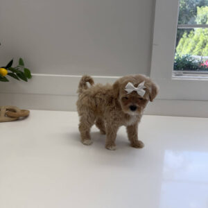 Shimmer - F Maltipoo Puppy - Litter --_