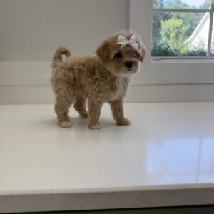 Shimmer - F Maltipoo Puppy - Litter --_