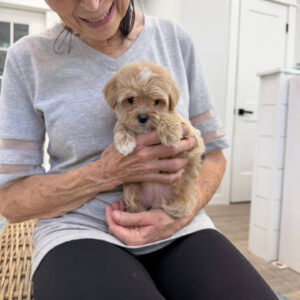 Shimmer - F Maltipoo Puppy - Litter --_