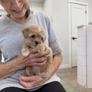 Shimmer - F Maltipoo Puppy - Litter --_