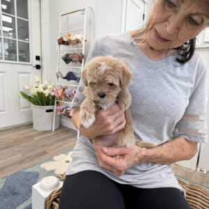 Shimmer - F Maltipoo Puppy - Litter --_