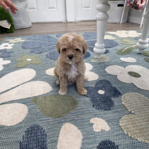 Shimmer - F Maltipoo Puppy - Litter --_