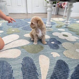 Shimmer - F Maltipoo Puppy - Litter --_