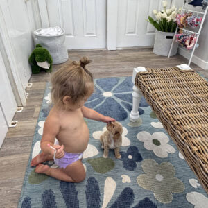 Shimmer - F Maltipoo Puppy - Litter --_