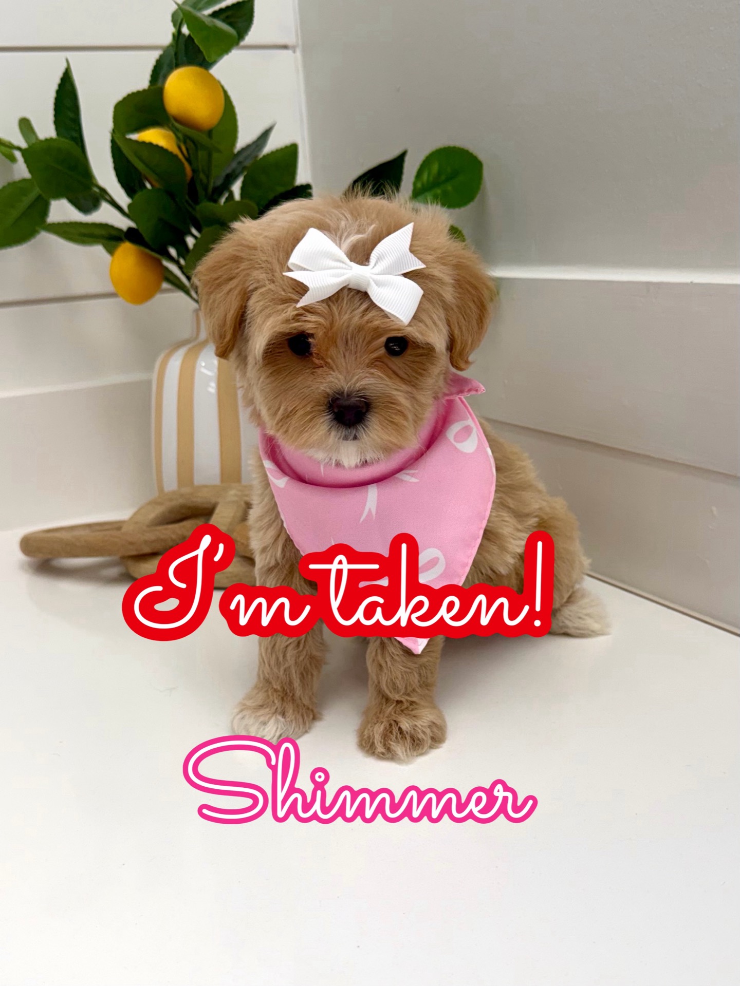 Shimmer - F Maltipoo Puppy - Litter --_Forever Home in East Dublin- GA