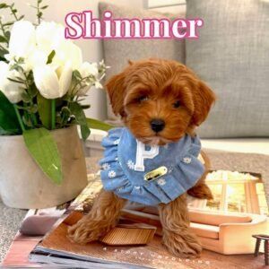 Shimmer - Teddy Bear Red Female FB Tiny Toy Maltipoo - BPPP