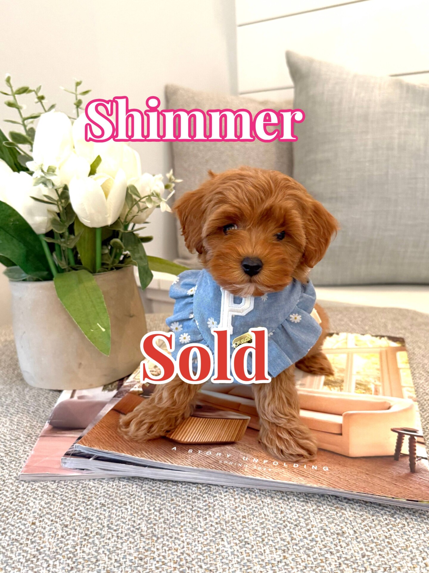 Shimmer - Teddy Bear Red Female FB Tiny Toy Maltipoo - BPPP - Forever Home in Clovis- CA