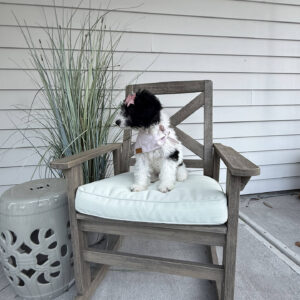 Sierra - Parti Colored Female CKC FB Mini Bernedoodle__