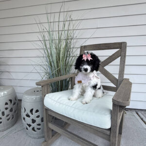 Sierra - Parti Colored Female CKC FB Mini Bernedoodle__