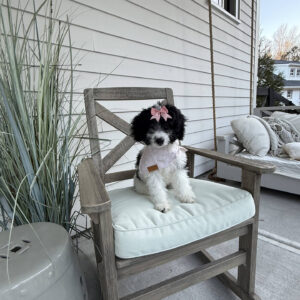 Sierra - Parti Colored Female CKC FB Mini Bernedoodle__