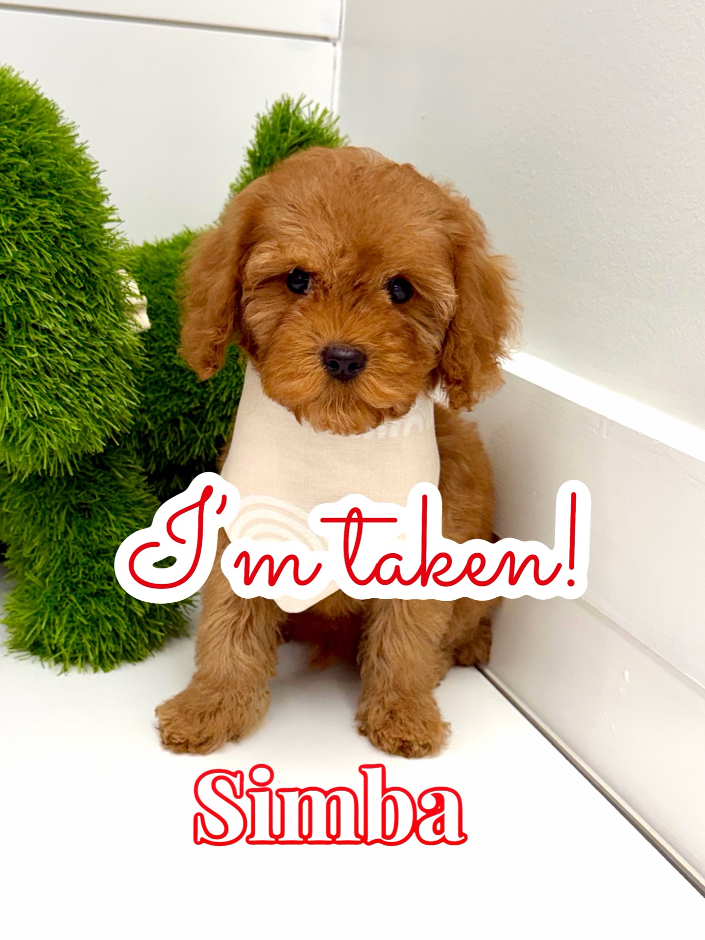 Simba - FB Cavapoo Puppy - BPPP Litter -- - Forever Home in Liberia- Costa Rica