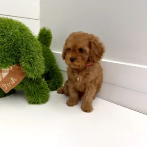 Simba - FB Cavapoo Puppy - BPPP Litter --_