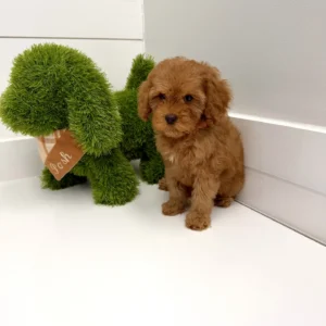 Simba - FB Cavapoo Puppy - BPPP Litter --_