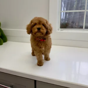 Simba - FB Cavapoo Puppy - BPPP Litter --_