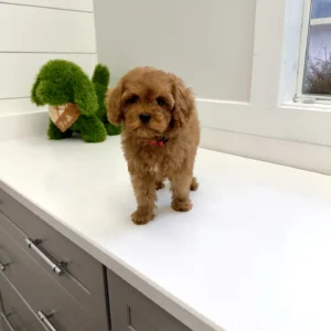 Simba - FB Cavapoo Puppy - BPPP Litter --_