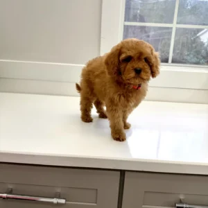 Simba - FB Cavapoo Puppy - BPPP Litter --_