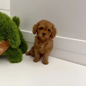 Simba - FB Cavapoo Puppy - BPPP Litter --_