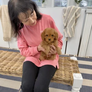 Simba - FB Cavapoo Puppy - BPPP Litter --_