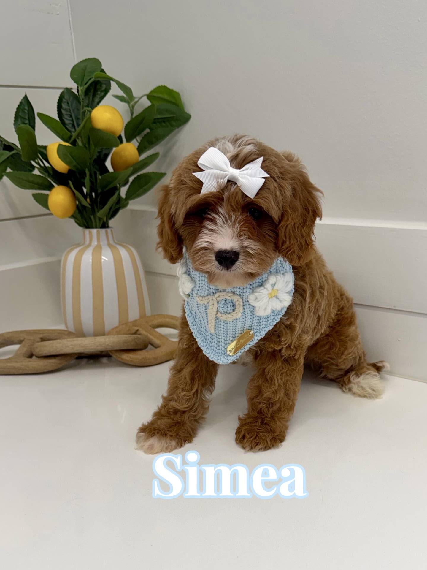 Simea - F Cavapoo Puppy - BPPP Litter --_