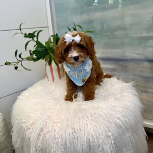 Simea - F Cavapoo Puppy - BPPP Litter --_