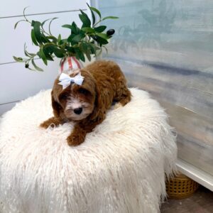 Simea - F Cavapoo Puppy - BPPP Litter --_