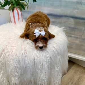 Simea - F Cavapoo Puppy - BPPP Litter --_