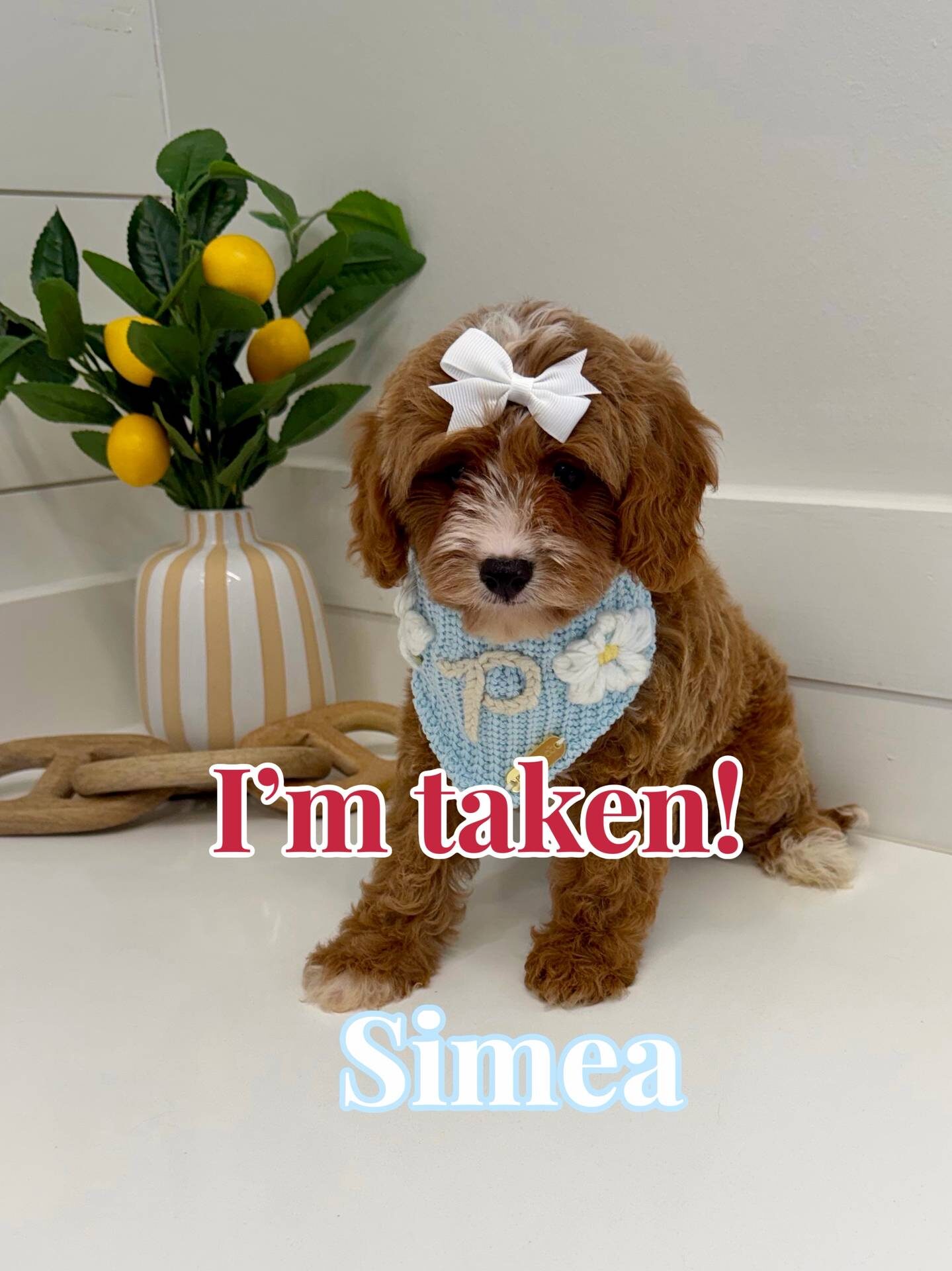 Simea - F Cavapoo Puppy - BPPP Litter --_Forever Home in Isle of Palms- SC