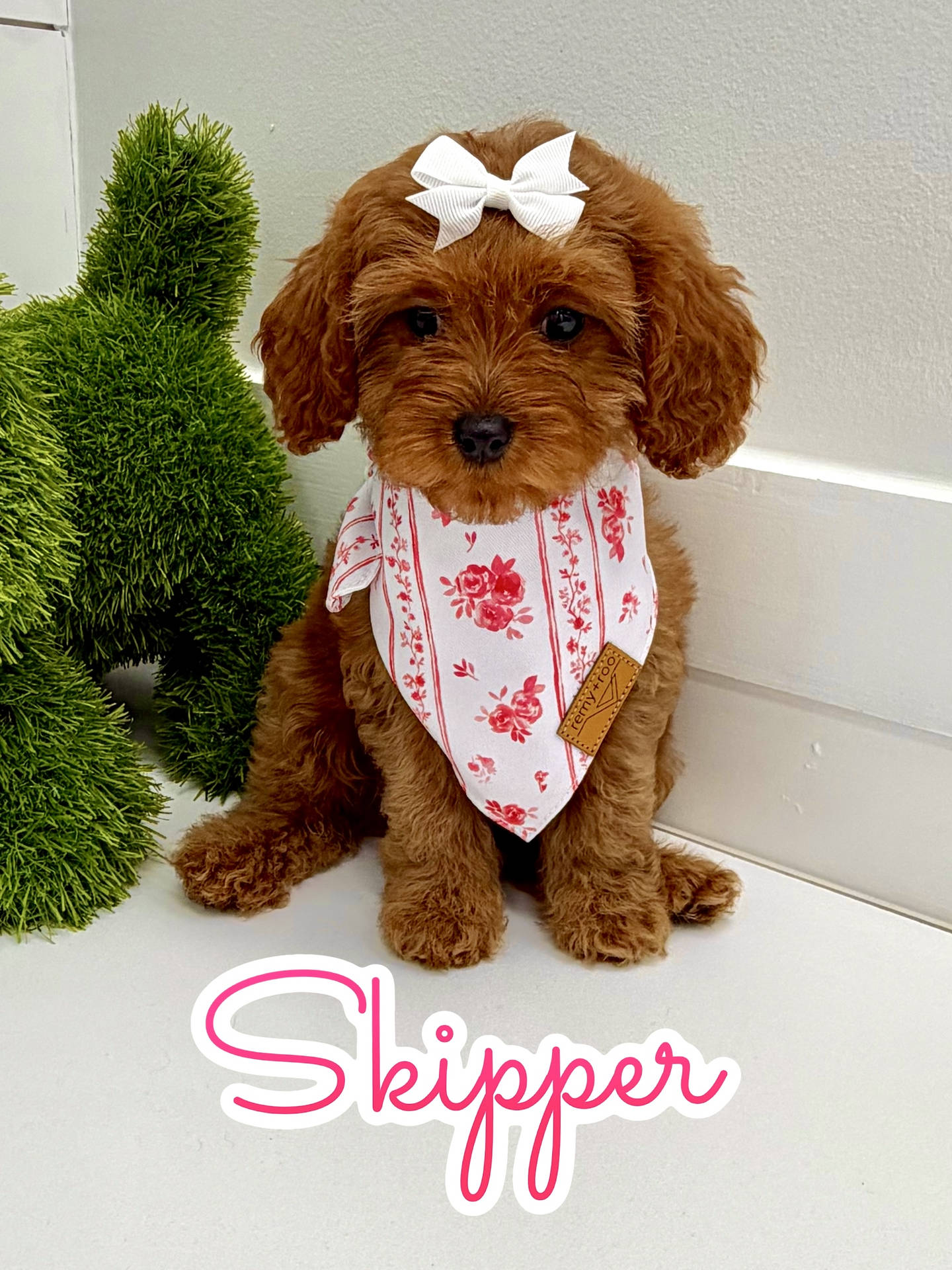 Skipper - F Cavapoo Puppy - BPPP Litter --_