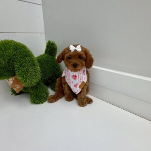 Skipper - F Cavapoo Puppy - BPPP Litter --_