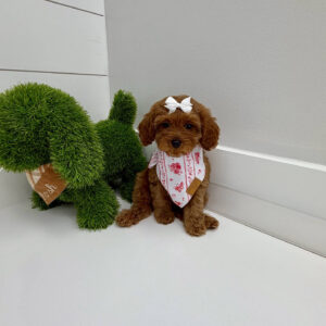 Skipper - F Cavapoo Puppy - BPPP Litter --_