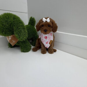 Skipper - F Cavapoo Puppy - BPPP Litter --_