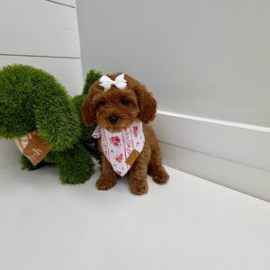 Skipper - F Cavapoo Puppy - BPPP Litter --_
