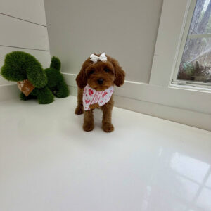 Skipper - F Cavapoo Puppy - BPPP Litter --_