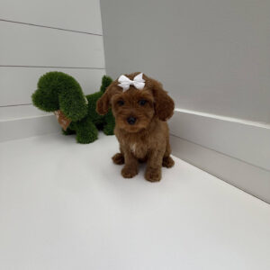 Skipper - F Cavapoo Puppy - BPPP Litter --_