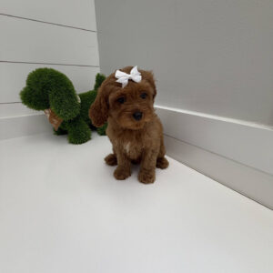 Skipper - F Cavapoo Puppy - BPPP Litter --_