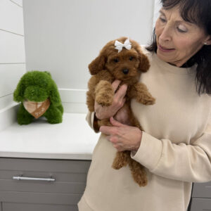 Skipper - F Cavapoo Puppy - BPPP Litter --_