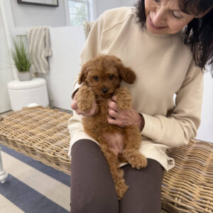 Skipper - F Cavapoo Puppy - BPPP Litter --_