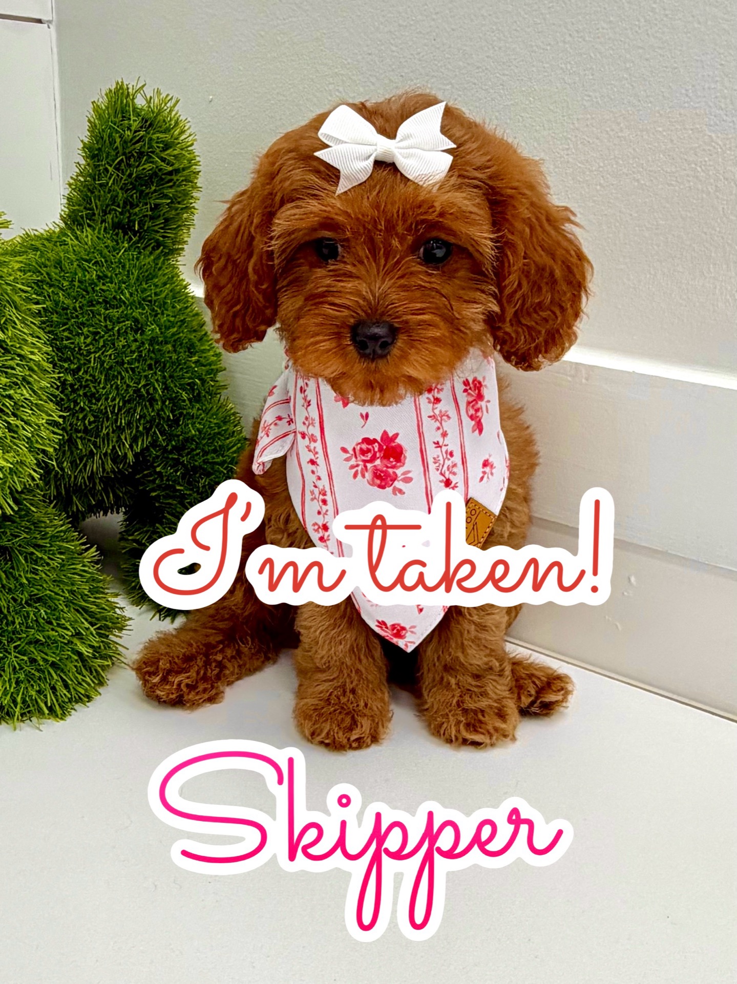 Skipper - F Cavapoo Puppy - BPPP Litter --_Forever Home in Delray Beach- FL