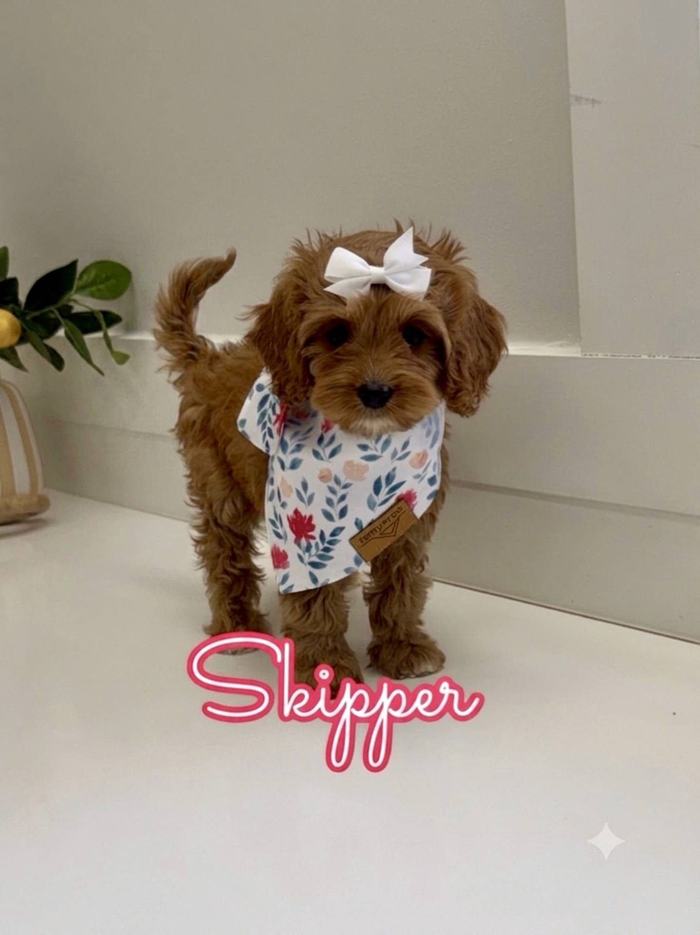 Skipper - F Cavapoo Puppy - Litter --_