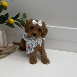 Skipper - F Cavapoo Puppy - Litter --_