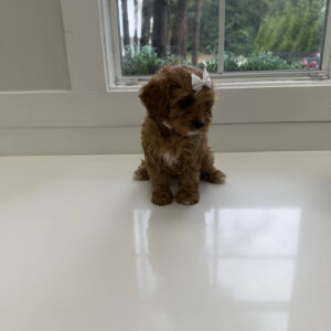 Skipper - F Cavapoo Puppy - Litter --_