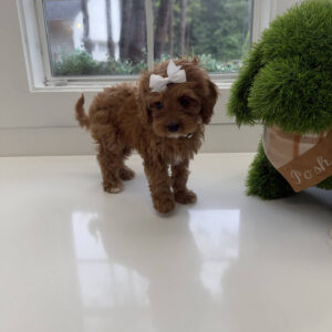 Skipper - F Cavapoo Puppy - Litter --_
