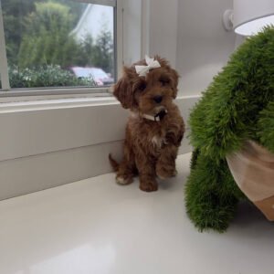 Skipper - F Cavapoo Puppy - Litter --_