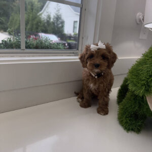 Skipper - F Cavapoo Puppy - Litter --_