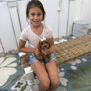 Skipper - F Cavapoo Puppy - Litter --_