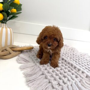 Skittles - F Cavapoo Puppy - BPPP Litter --_