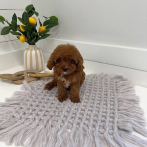 Skittles - F Cavapoo Puppy - BPPP Litter --_