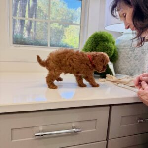 Skittles - F Cavapoo Puppy - BPPP Litter --_