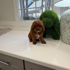 Skittles - F Cavapoo Puppy - BPPP Litter --_